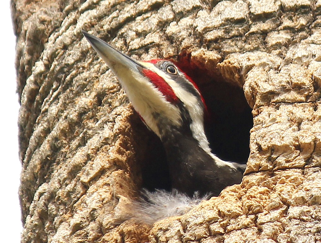 Pileated Woodpecker - Roberta Blair