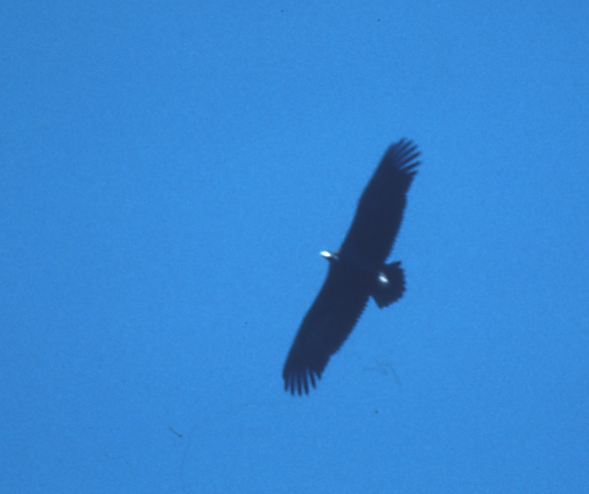 Cinereous Vulture - ML255310021