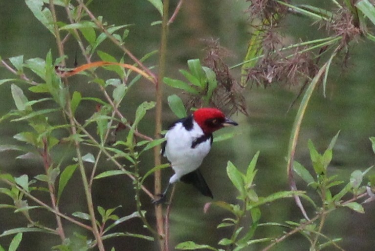 Red-capped Cardinal - ML25531101