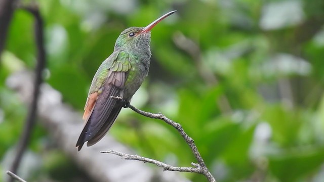  - Rufous-tailed Hummingbird