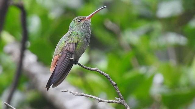 Rufous-tailed Hummingbird - ML255311931