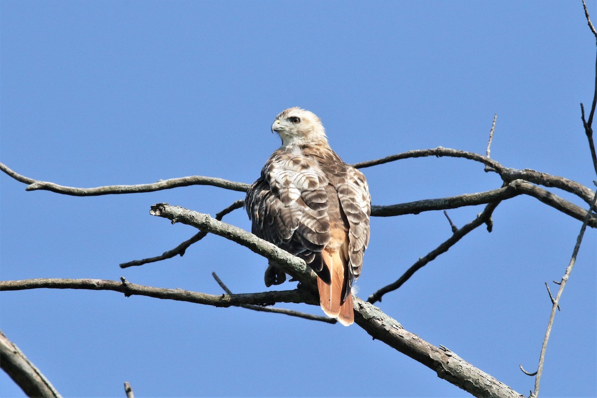 Red-tailed Hawk - ML255312701