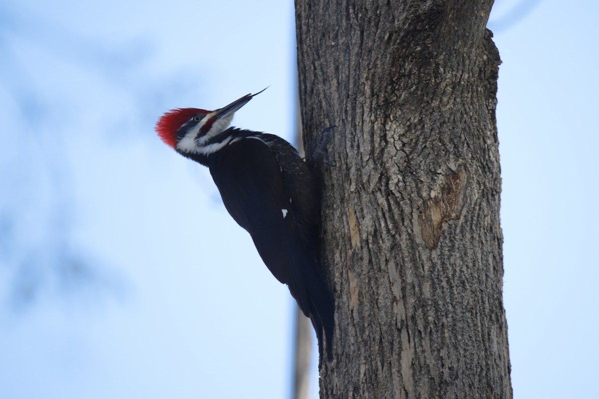 Pileated Woodpecker - ML255314611