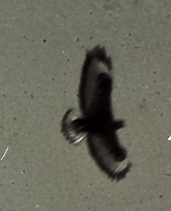 Common Buzzard - H. Resit Akçakaya