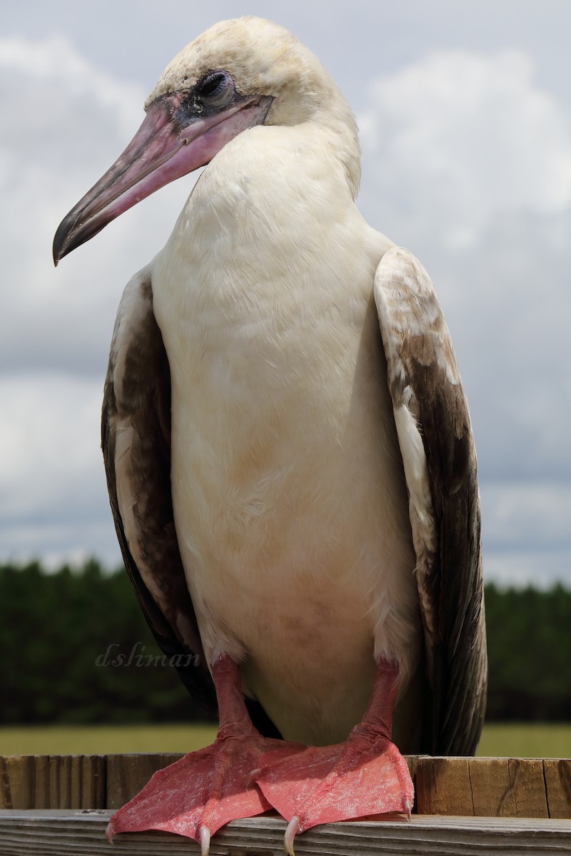 Red-footed Booby - ML255315361