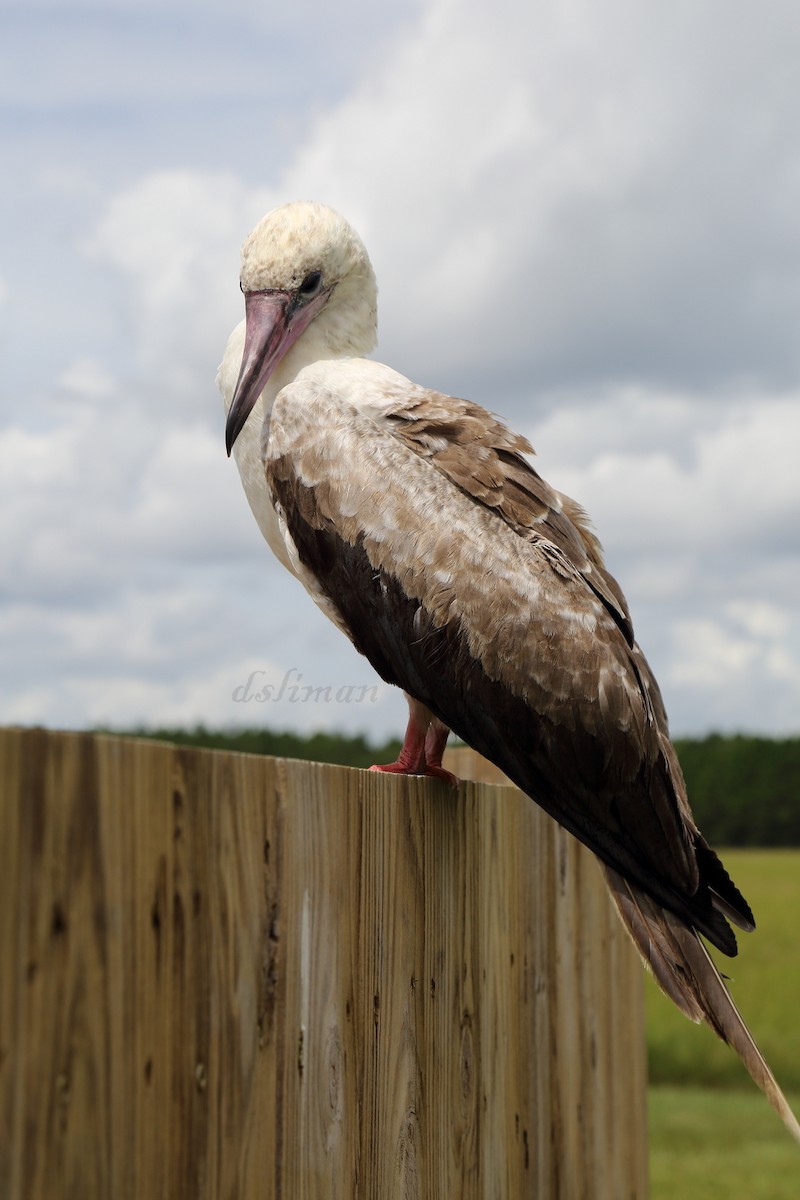 Red-footed Booby - Donna Sliman