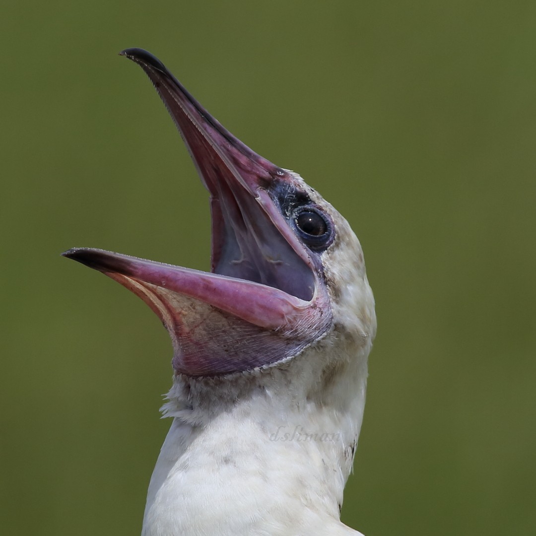 Red-footed Booby - Donna Sliman