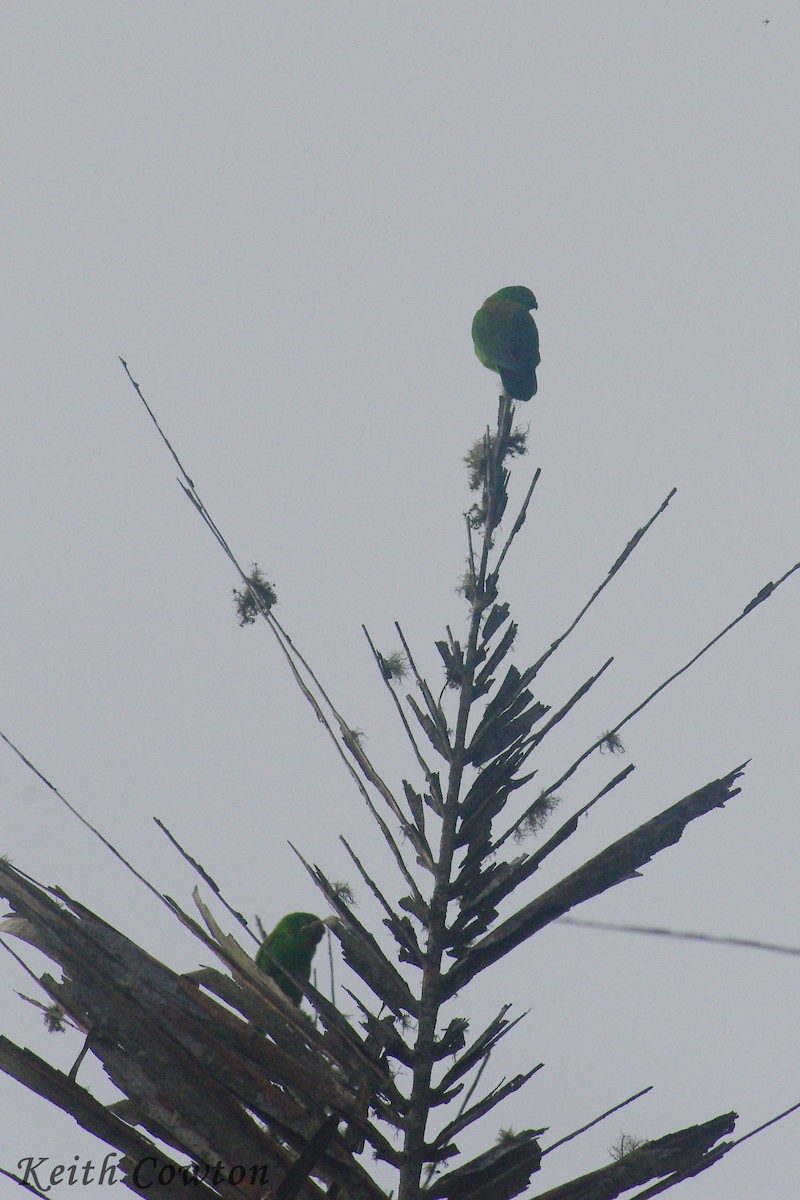 Pygmy Hanging-Parrot - Keith Cowton