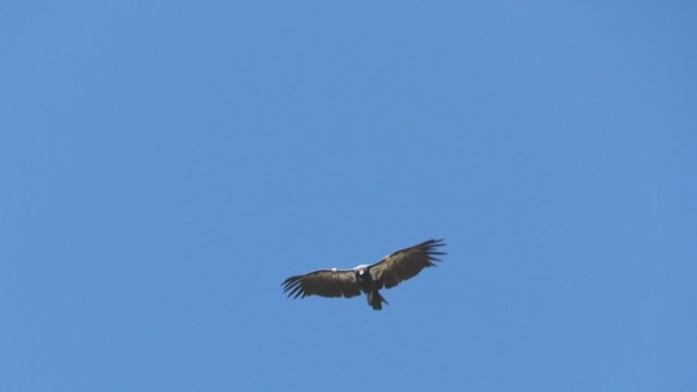 Condor de Californie - ML255318131