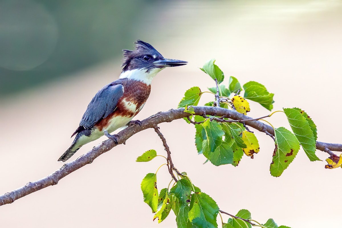 Belted Kingfisher - ML255318171