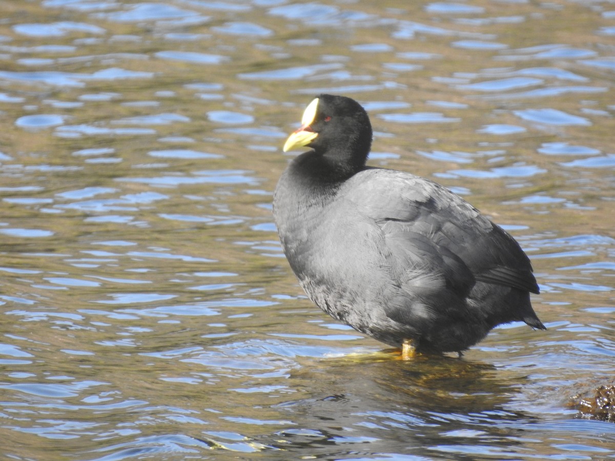 Red-gartered Coot - ML255318191