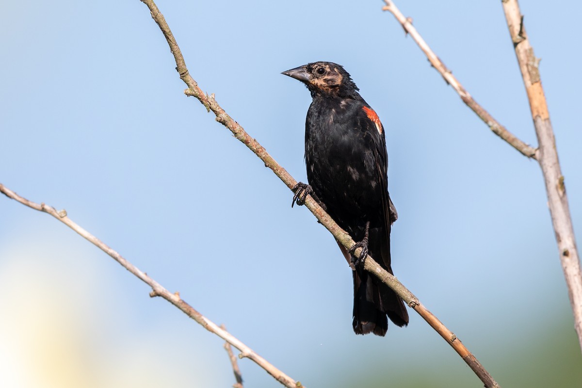 Red-winged Blackbird - ML255318201