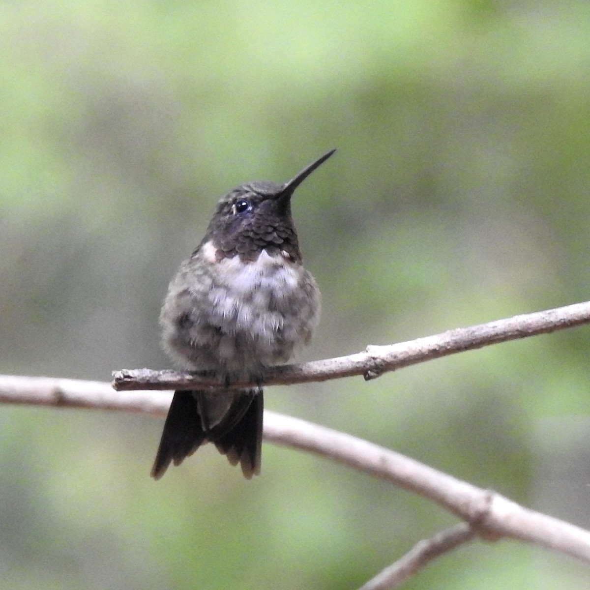 Ruby-throated Hummingbird - ML255320691