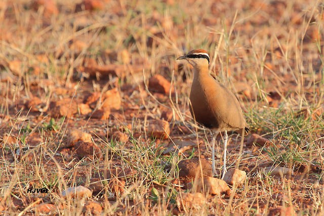 Indian Courser - ML25532261