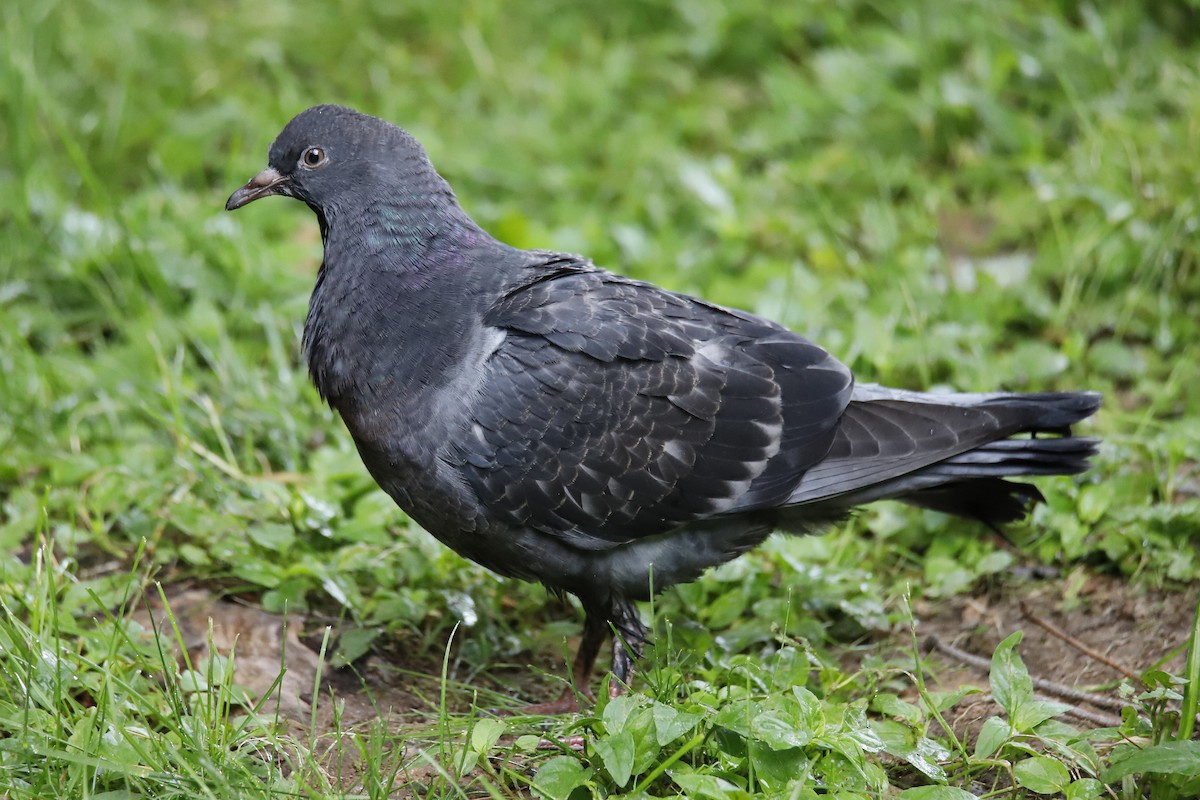 Rock Pigeon (Feral Pigeon) - Kim Skadahl
