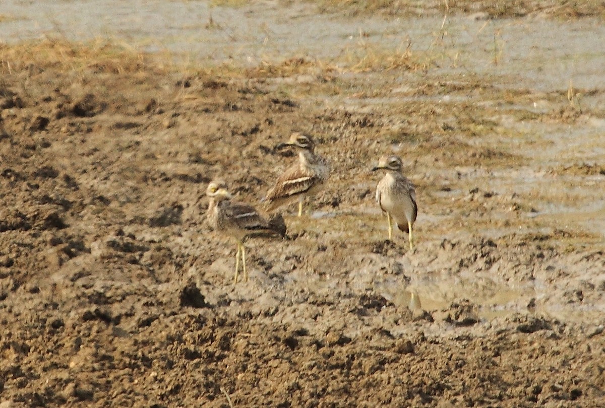 Indian Thick-knee - Albin Jacob