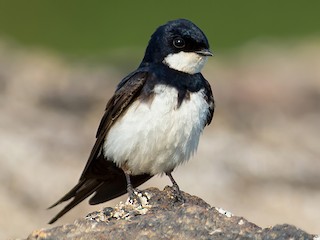  - Black-collared Swallow