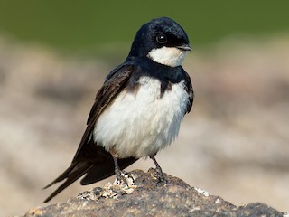クロオビツバメ - eBird