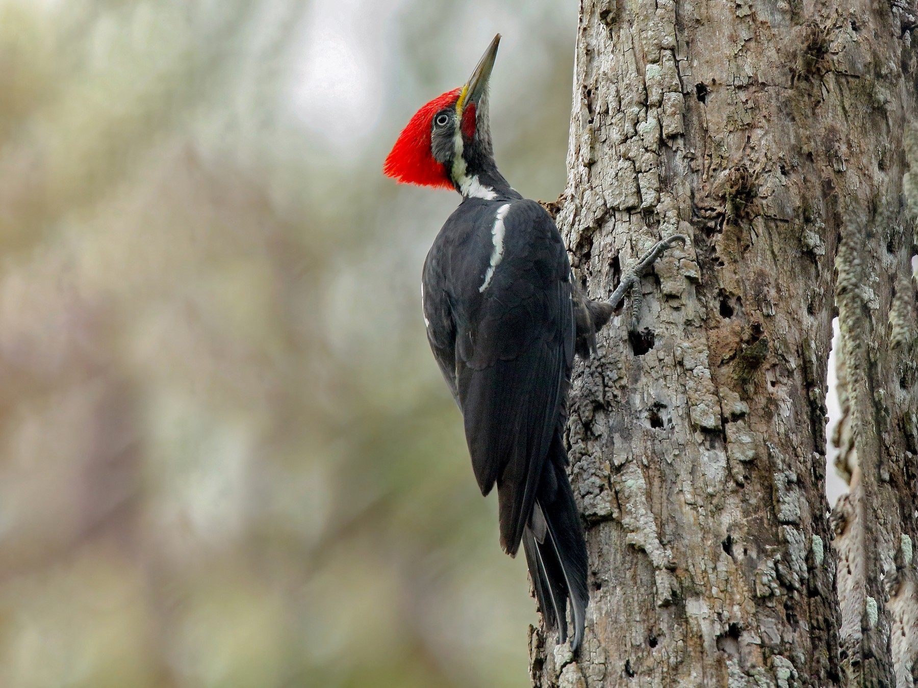 Black-bodied Woodpecker - Martjan Lammertink