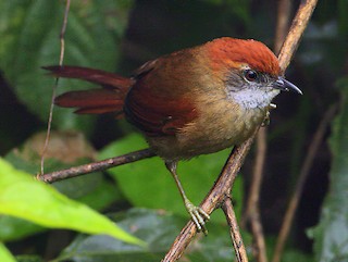  - Cabanis's Spinetail