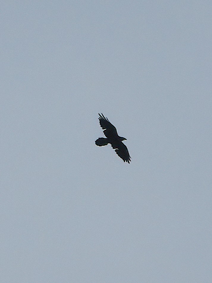 Common Raven - ML255330231