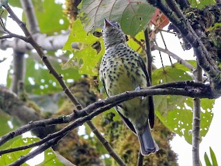 Sharpbill - eBird
