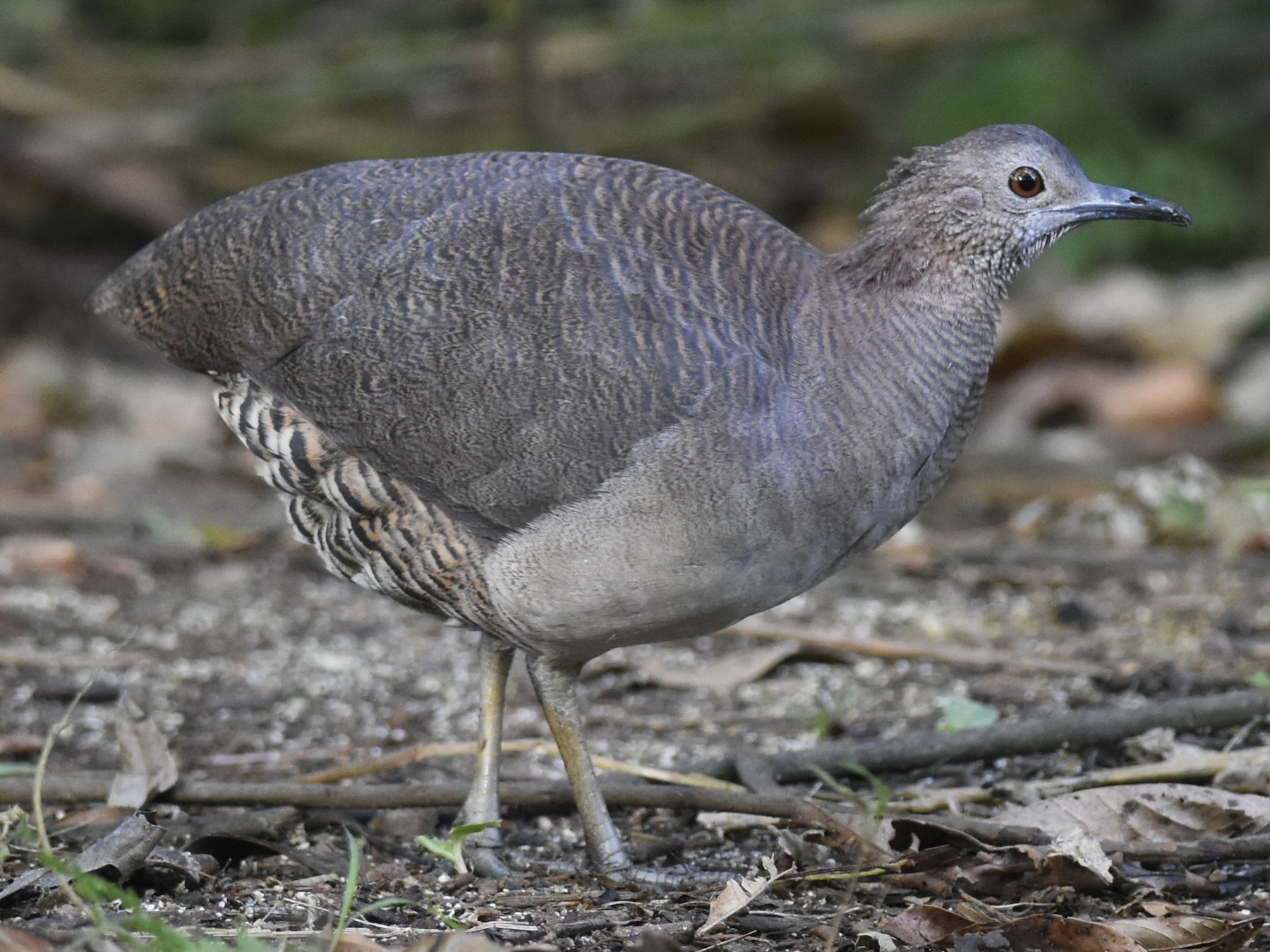 Undulated Tinamou - Juan José Chalco Luna