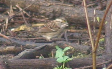 White-throated Sparrow - ML25533921