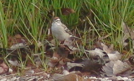 Chipping Sparrow - ML25533941
