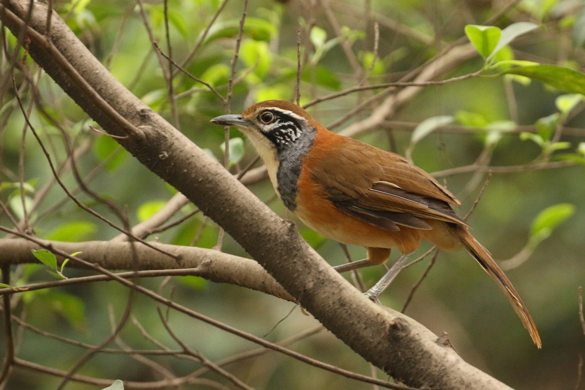 Greater Necklaced Laughingthrush - Tommy Pedersen