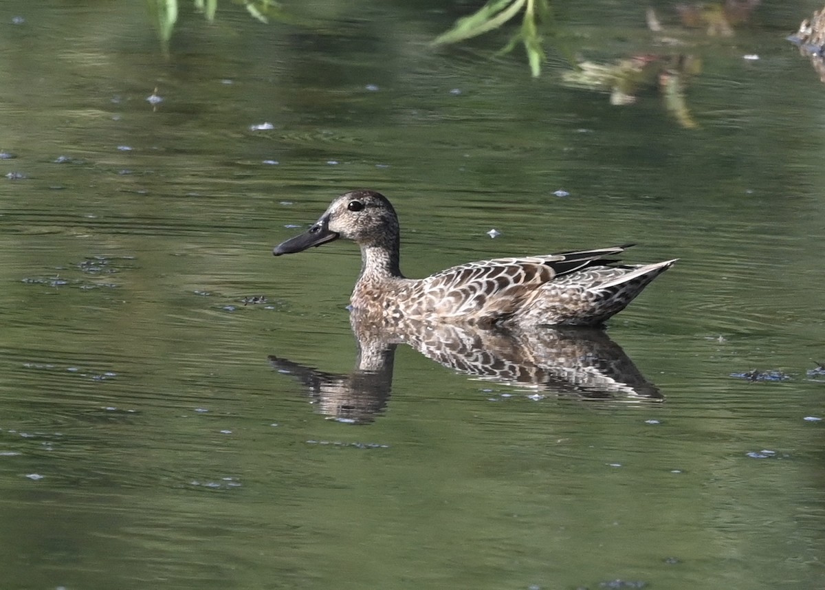 Blue-winged Teal - ML255341531