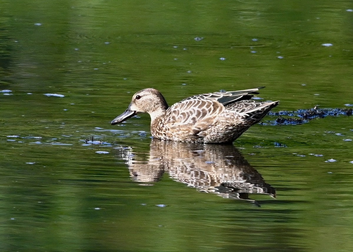 Blue-winged Teal - ML255341541