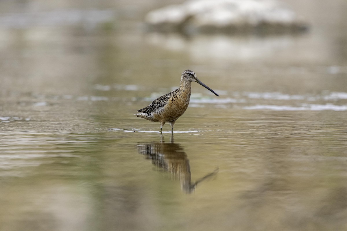 Long-billed Dowitcher - Zack Abbey