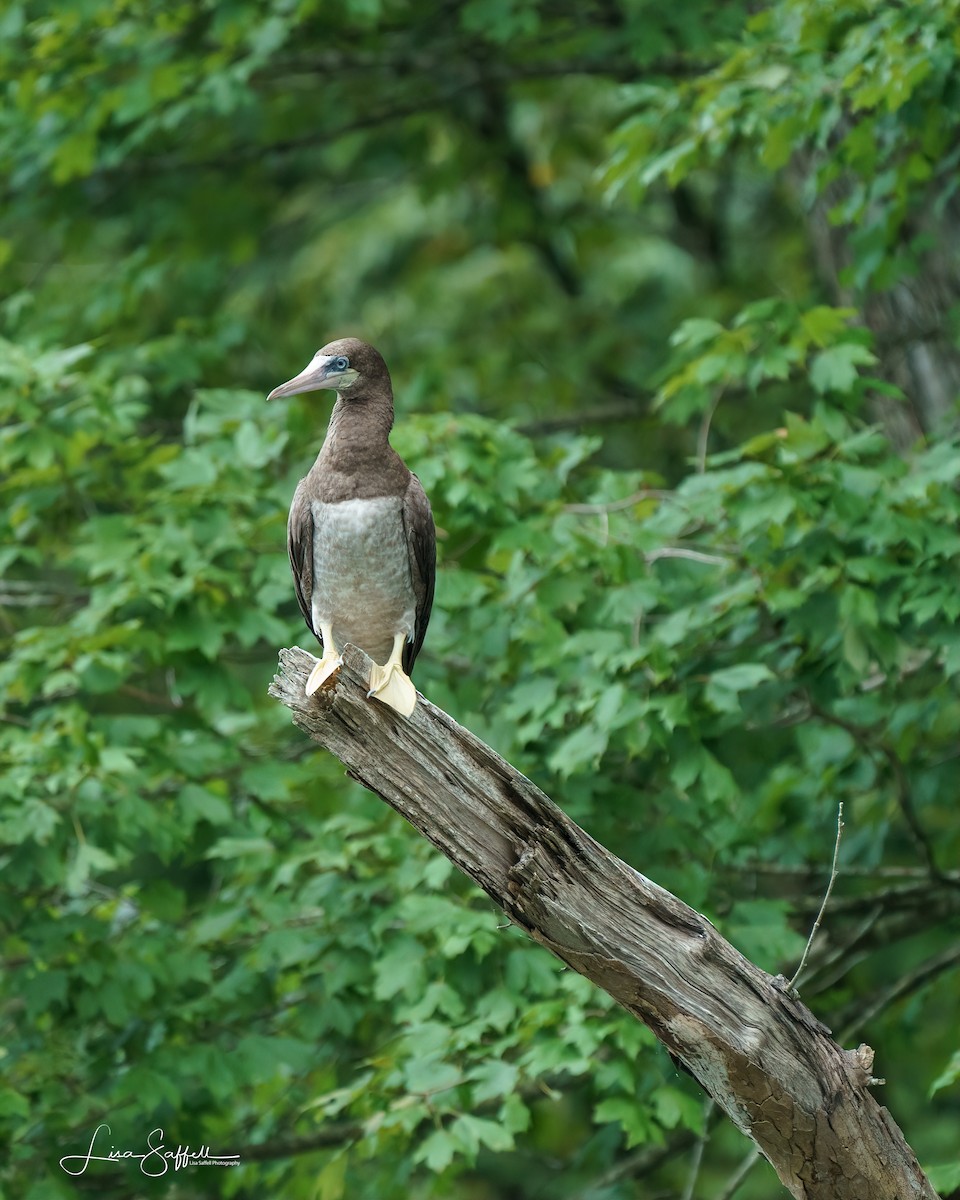 Brown Booby - ML255347931