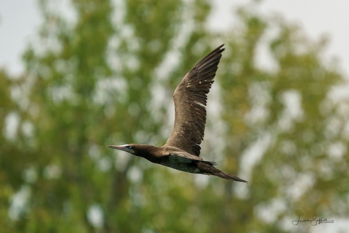 Brown Booby - ML255348011