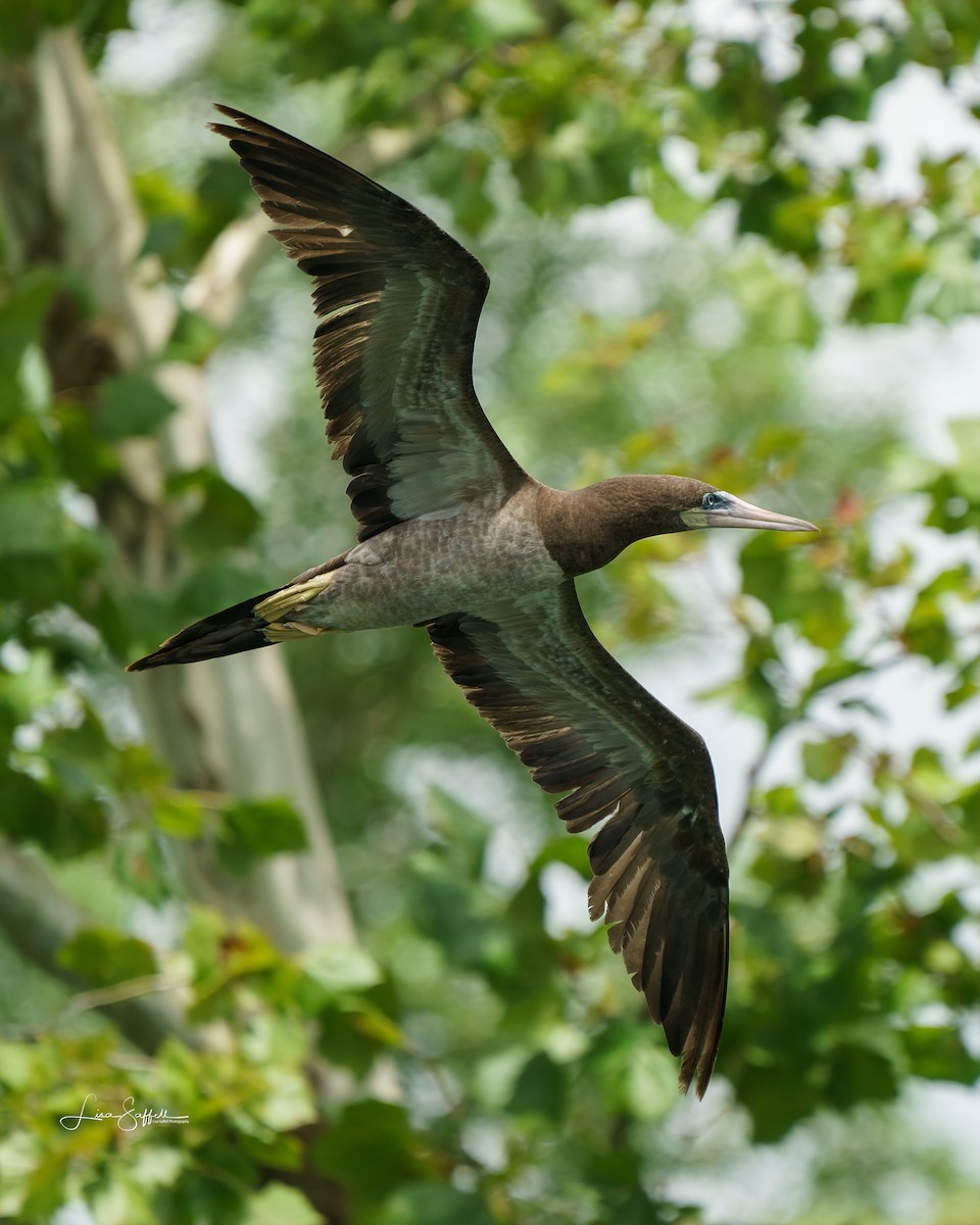 Brown Booby - ML255348091