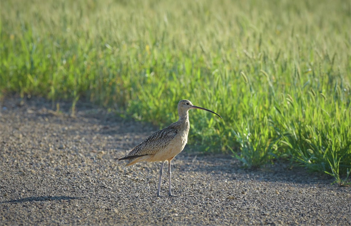 Long-billed Curlew - ML255350361