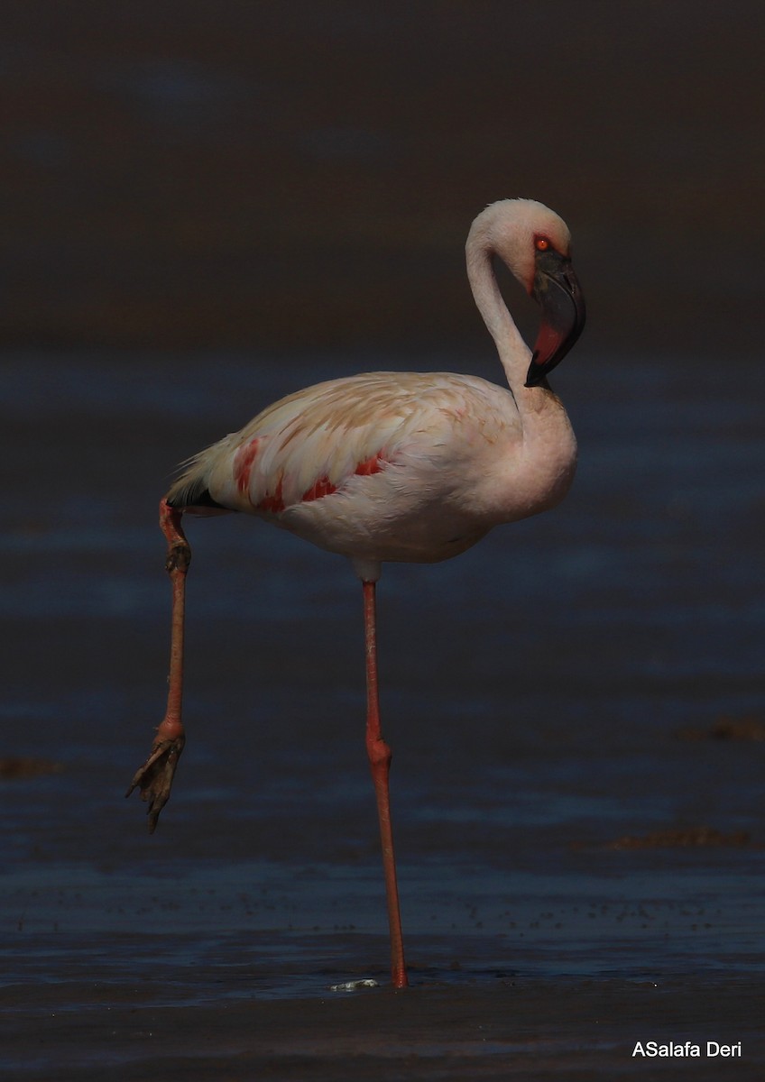 Lesser Flamingo - ML255350411