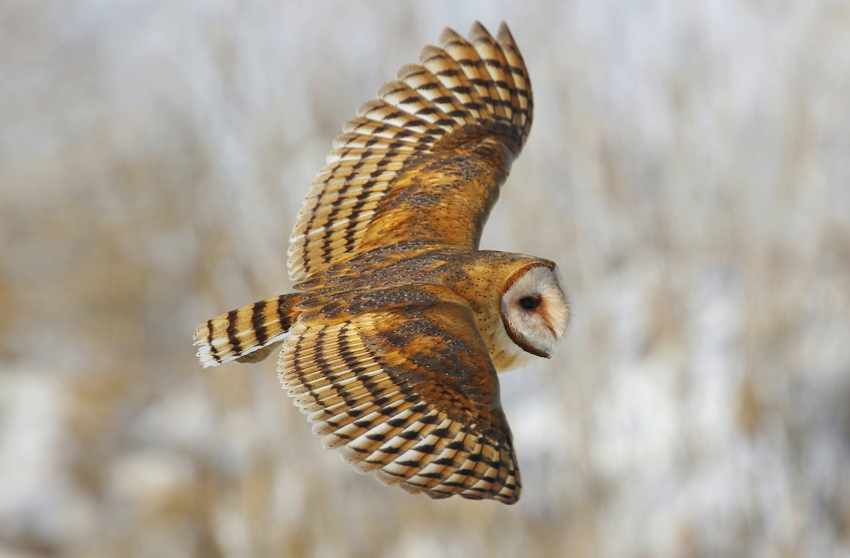 Barn Owl (American) - Jerry Liguori