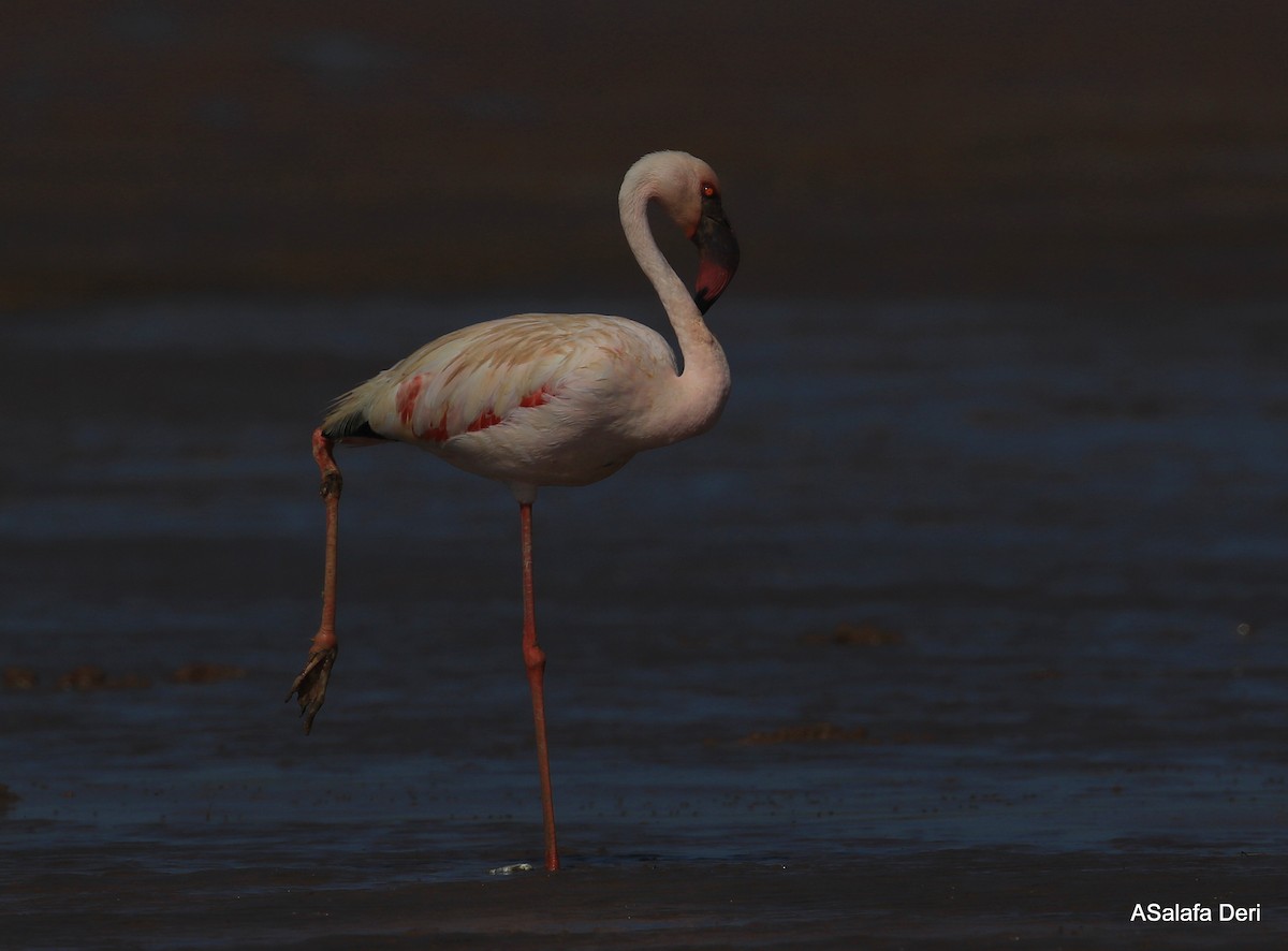 Lesser Flamingo - ML255351131