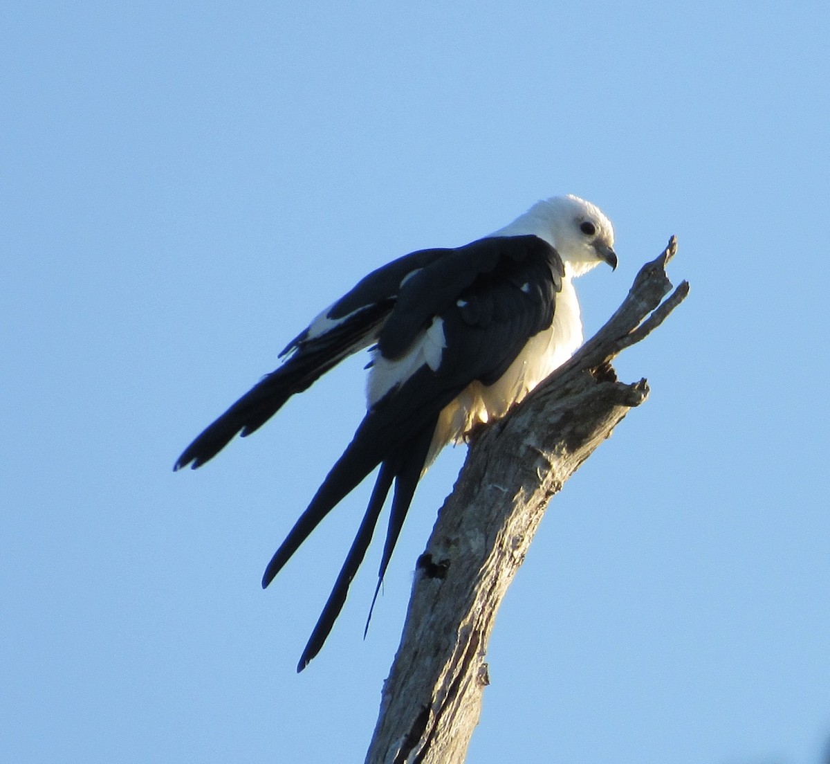 Swallow-tailed Kite - ML25535341