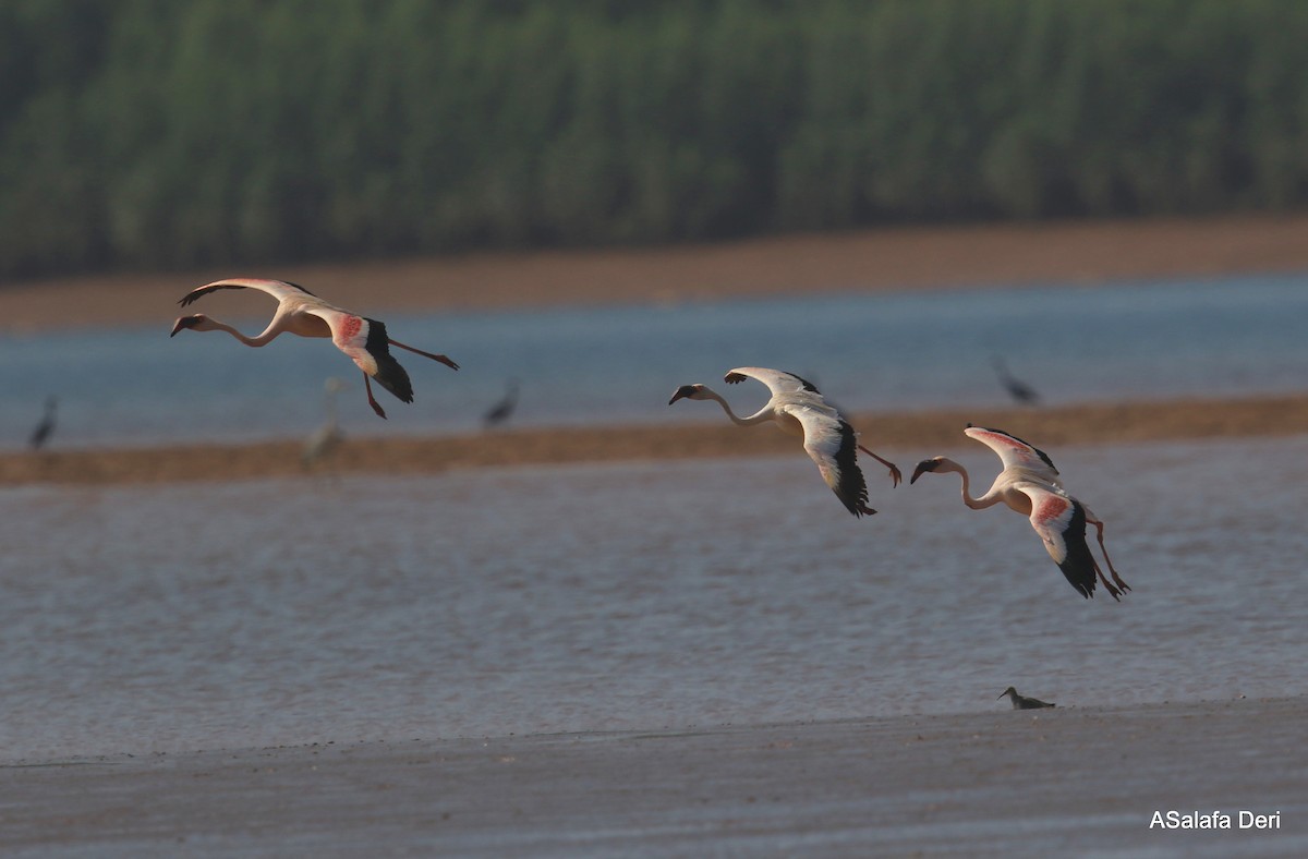 Lesser Flamingo - Fanis Theofanopoulos (ASalafa Deri)