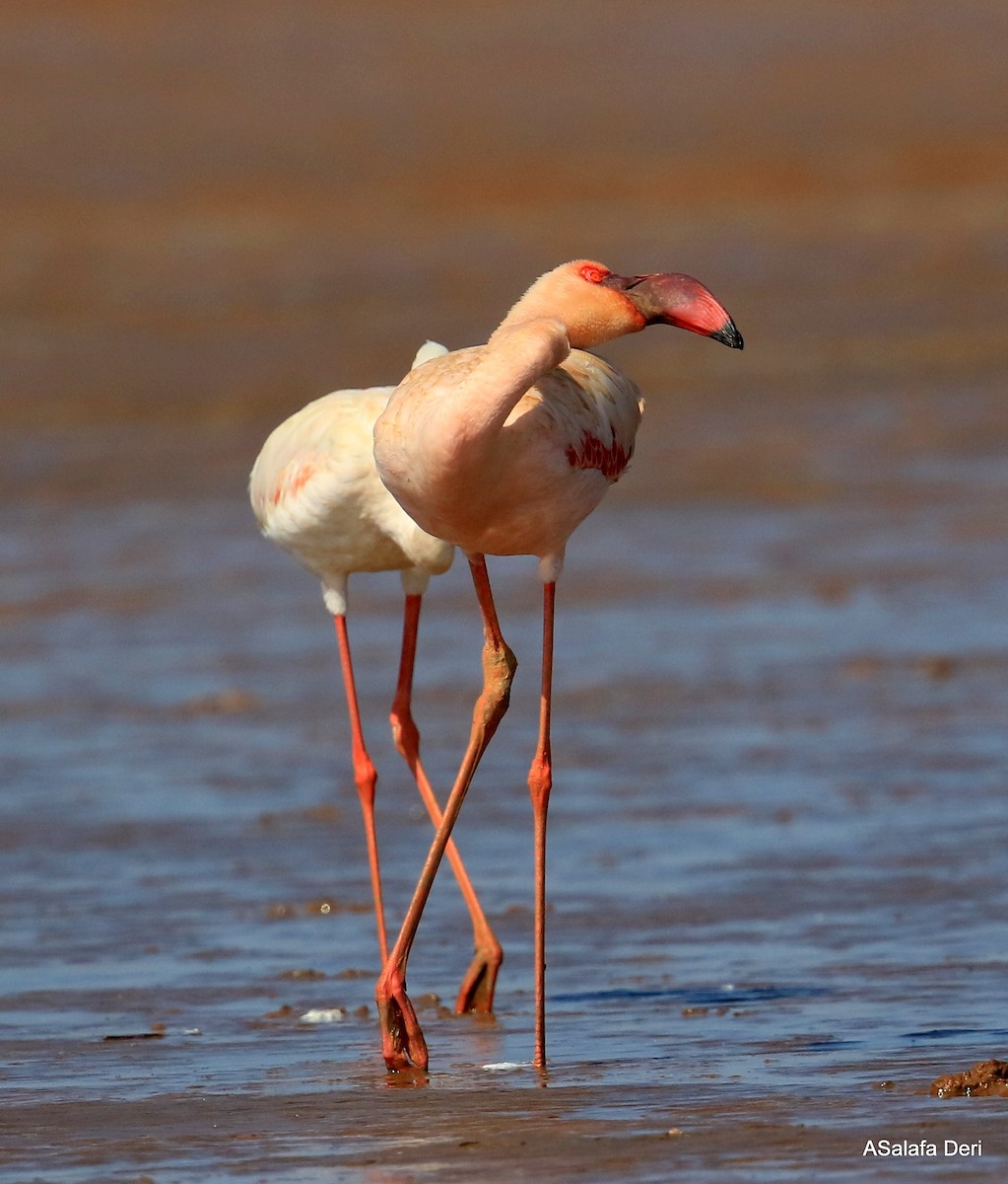 Lesser Flamingo - Fanis Theofanopoulos (ASalafa Deri)
