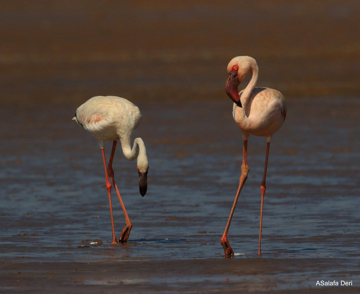 Lesser Flamingo - ML255353921