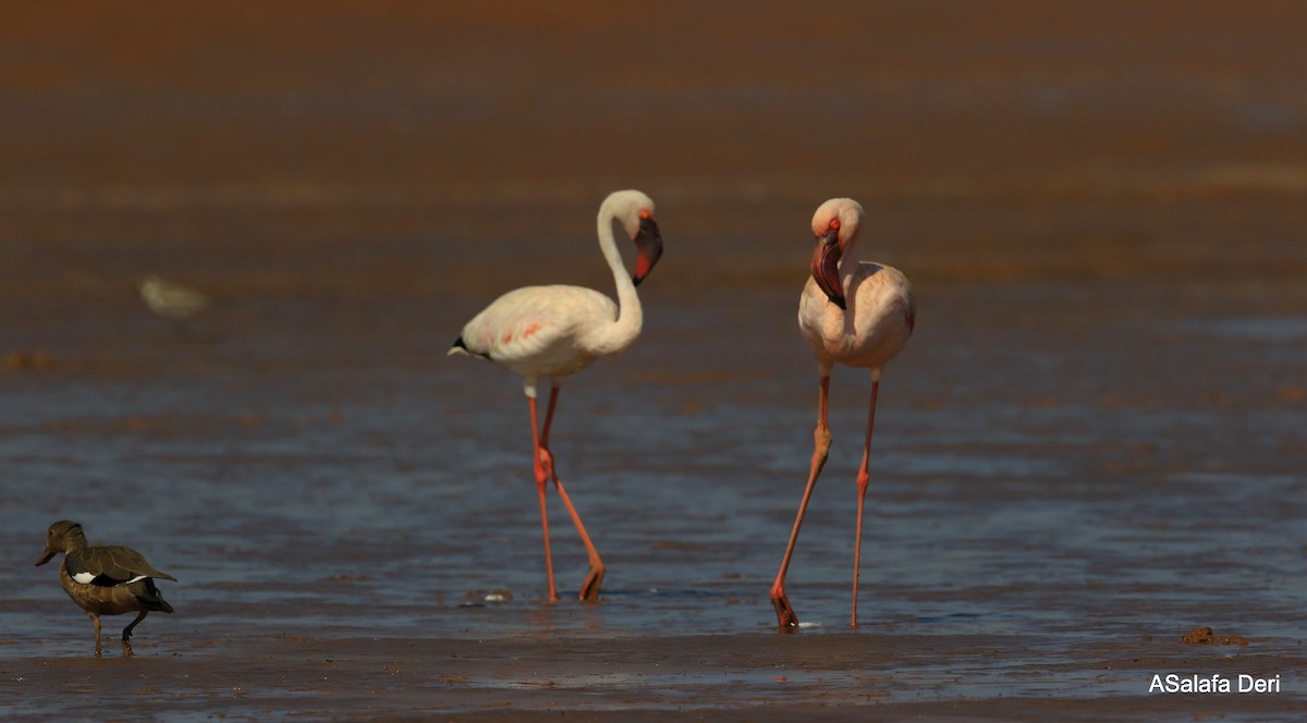 Lesser Flamingo - ML255353931