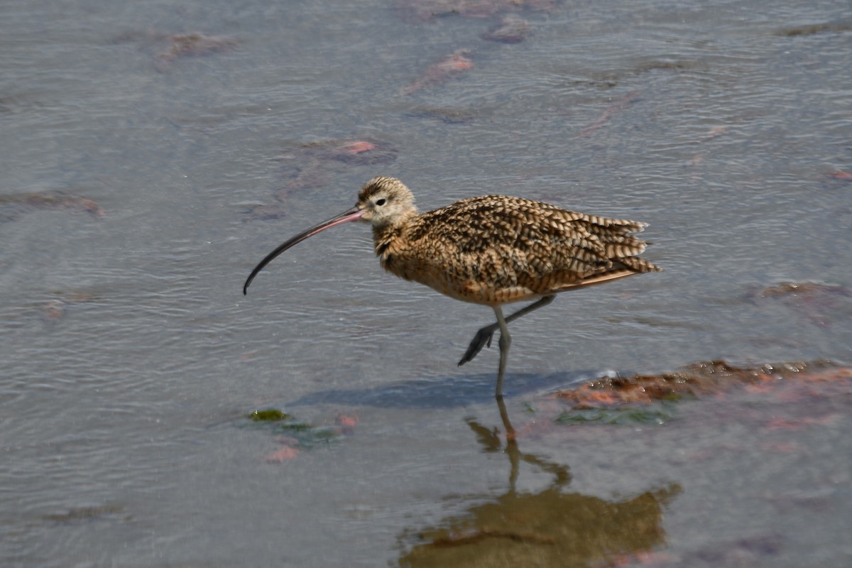Long-billed Curlew - ML255365561