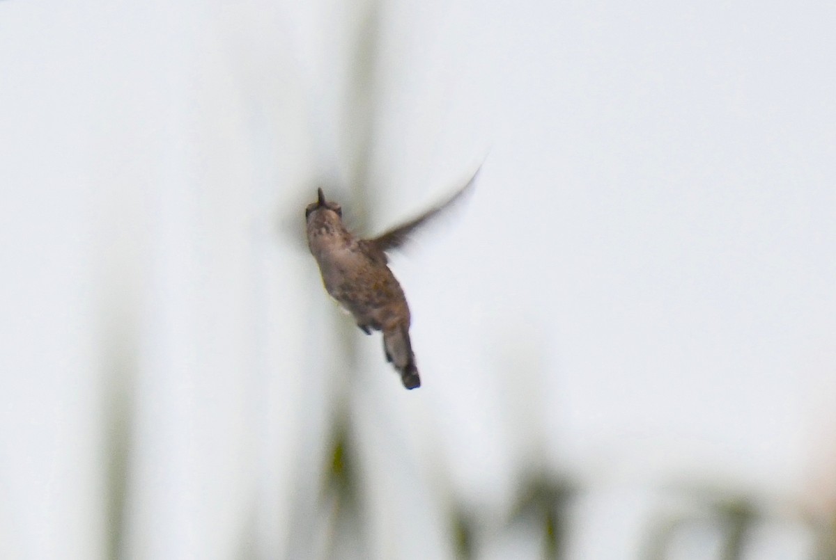 Costa's Hummingbird - ML255365571