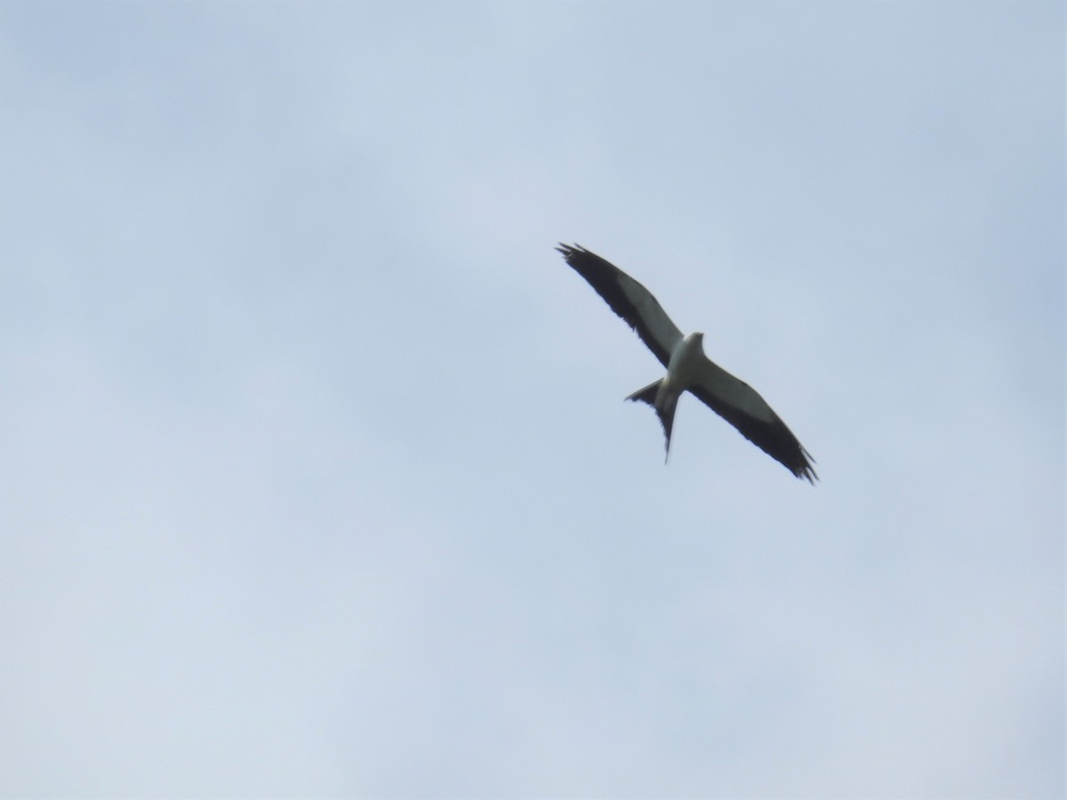 Swallow-tailed Kite - Heidi Pasch de Viteri