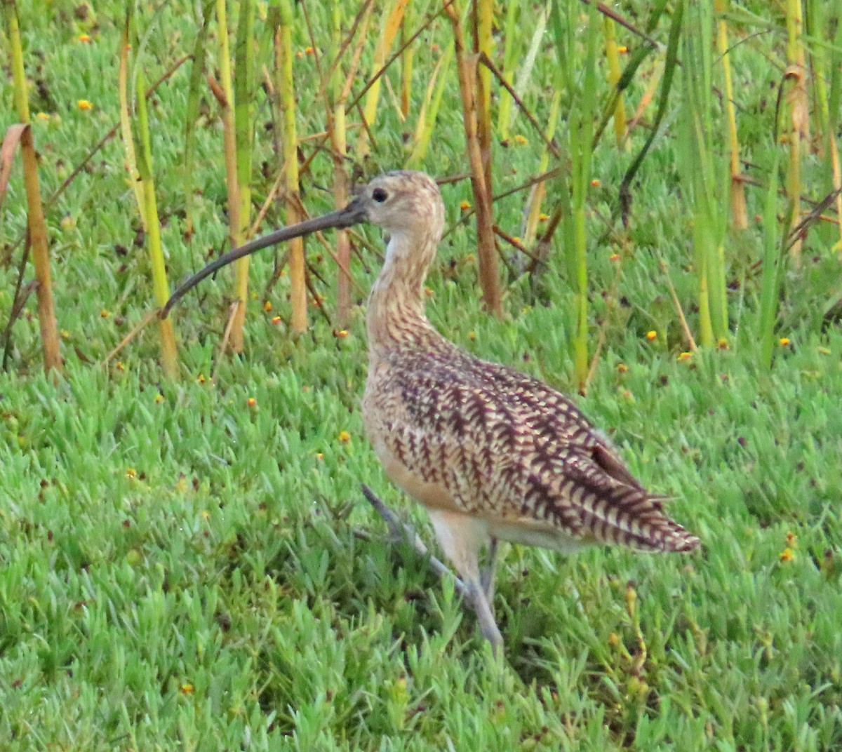 Long-billed Curlew - ML255369191