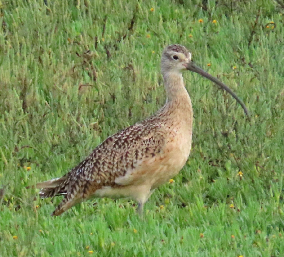 Long-billed Curlew - ML255369221